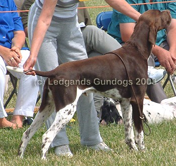 2nd Open Dog